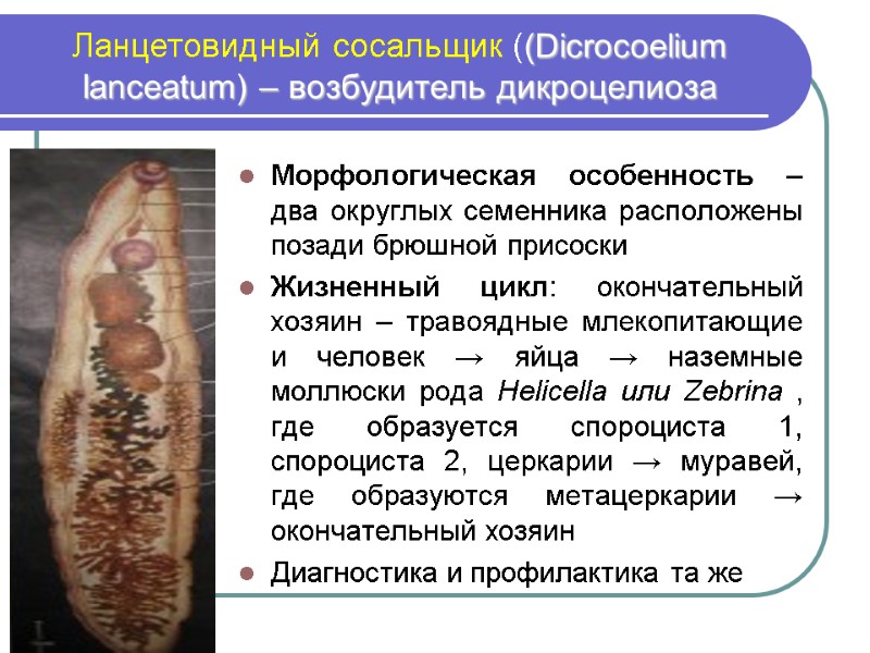 Ланцетовидный сосальщик ((Dicrocoelium lanceatum) – возбудитель дикроцелиоза Морфологическая особенность – два округлых семенника расположены